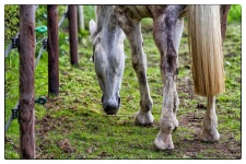 image of animal