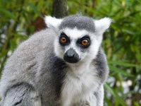 image of madagascar_cat