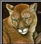 image of cougar_face