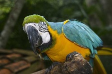 image of macaw