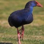image of bird