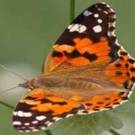 image of animal
