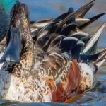 image of northern_shoveler #2