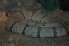 image of snake #34