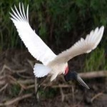 image of bird