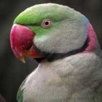 image of alexandrine_parakeet #7