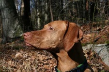 image of vizsla #2