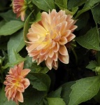 image of flower