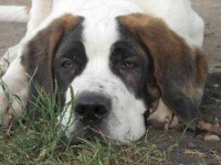 image of saint_bernard