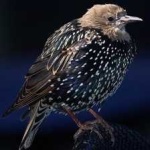 image of bird
