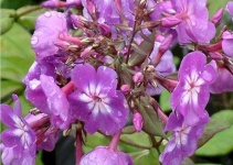 image of flower