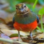 image of bird