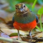 image of red_bellied_pitta #17