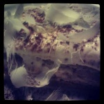 image of food