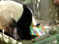 image of giant_panda