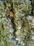 image of harvestman