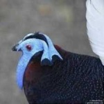 image of bulwers_pheasant #30