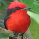 image of bird