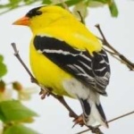 image of bird