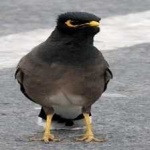 image of bird