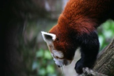image of animal