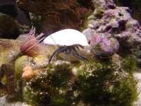 image of hermit_crab