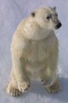 image of ice_bear