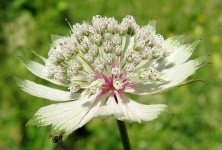 image of flower