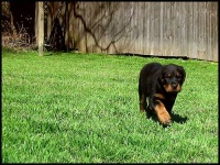 image of rottweiler