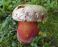 image of mushrooms