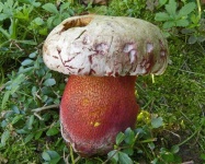 image of boletus #23