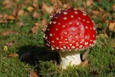 image of agaric
