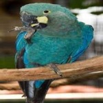 image of bird