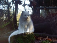 image of arctic_fox