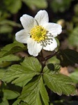 image of flower