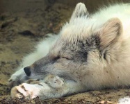 image of arctic_fox