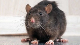image of animal