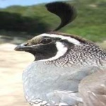 image of bird