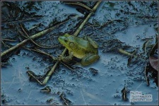 image of bullfrog