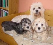 image of dandie_dinmont