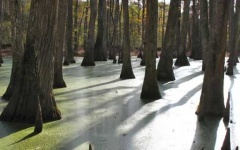 image of swamp