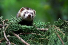 image of polecat