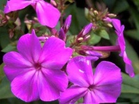 image of flower