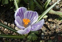 image of flower