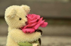 image of teddy_bear
