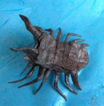 image of isopod