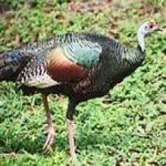 image of ocellated_turkey #7