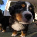 image of animal