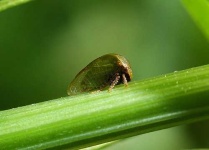 image of leafhopper