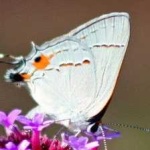 image of hairstreak #21